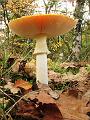 Wandeling van Monke en Judith op 21-10-2012 (14)